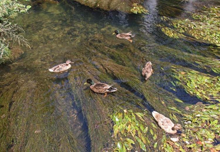 düden 3 5efb14c25542831cbc834e76 99443