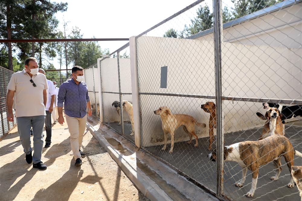 ekim köpek 2 66190080057110072 f711c