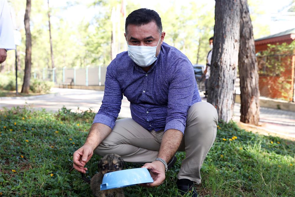 ekim köpek 4 808481152238325472 a7da1