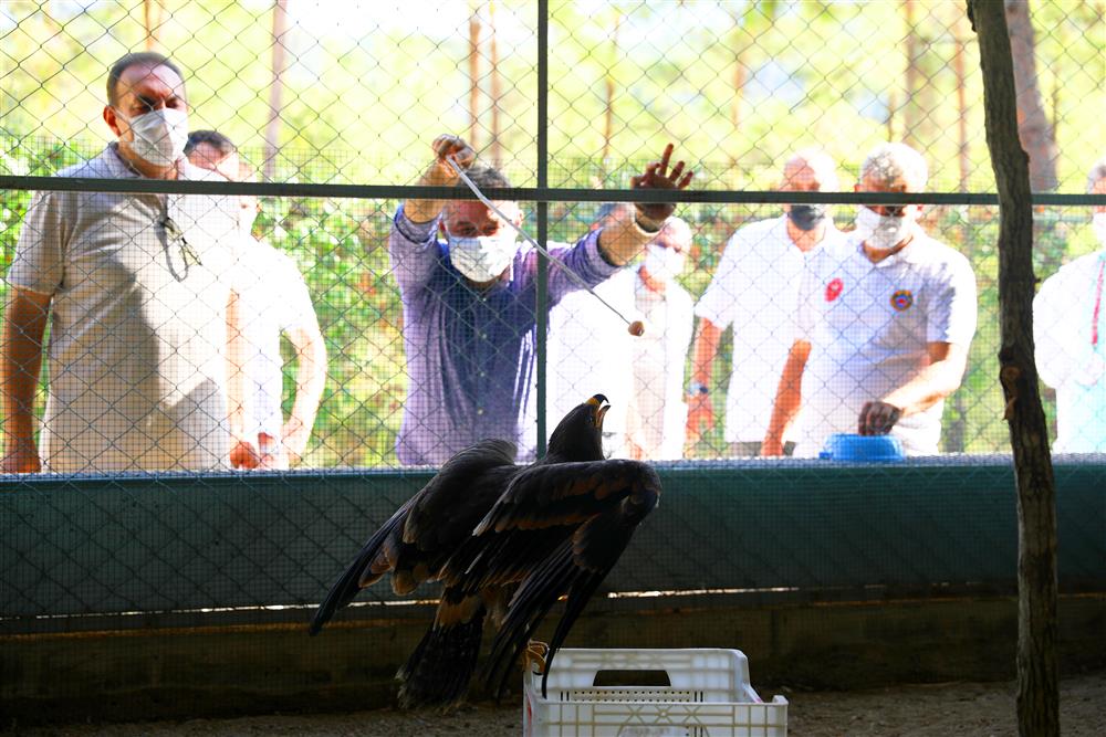 ekim köpek kartal92713416367836960 d849f