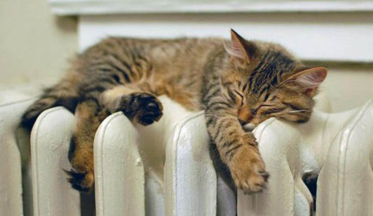 evde kedi 2 life78 info batareya otoplenie 937e8