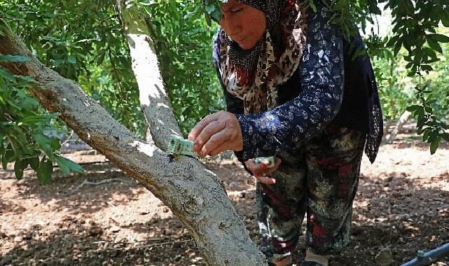 faydalı böcek 4 b9307