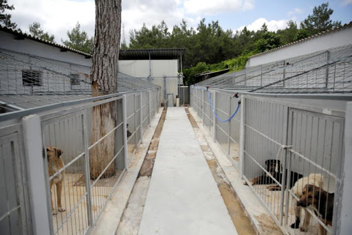 hayvan 4 unnamed 82f7c