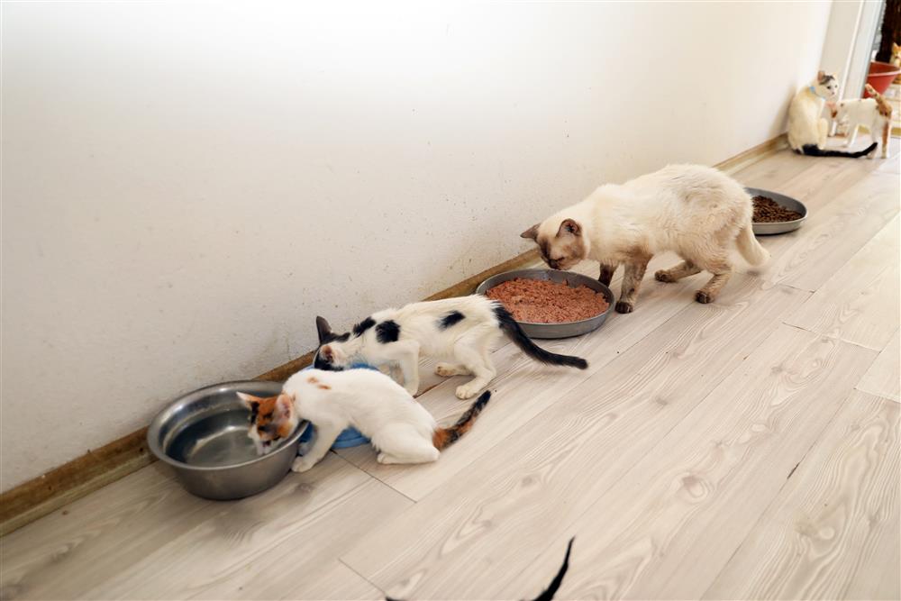 hayvan barınağında açıklama 5 918a2