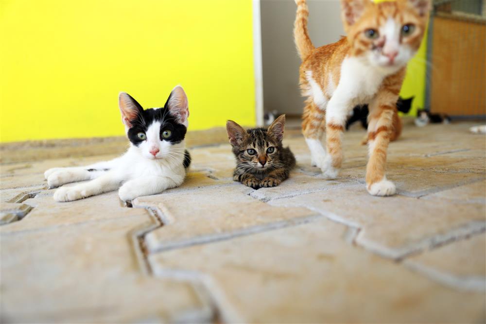 hayvan barınağında açıklama 6 26aa6