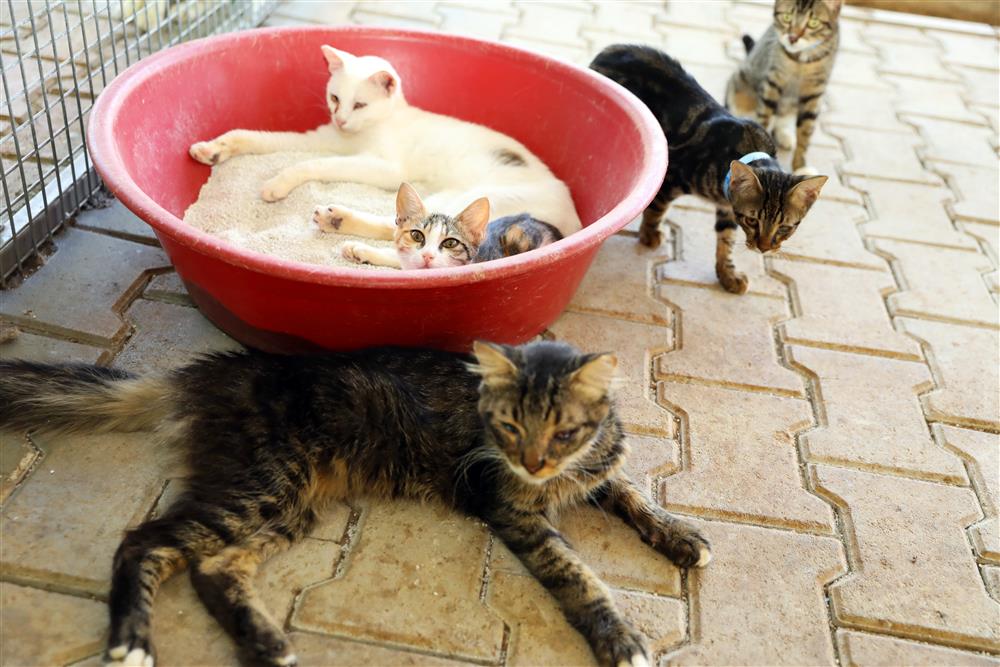 hayvan barınağında açıklama 7 7012b