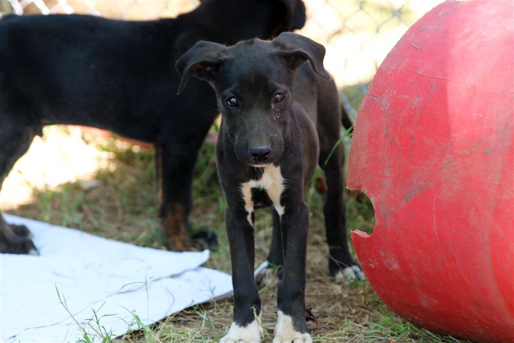 hayvan barınağında açıklama 8 62b63