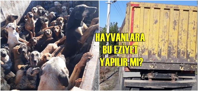hayvan hakları kamyona yüklü köpekler43866 d6c9f