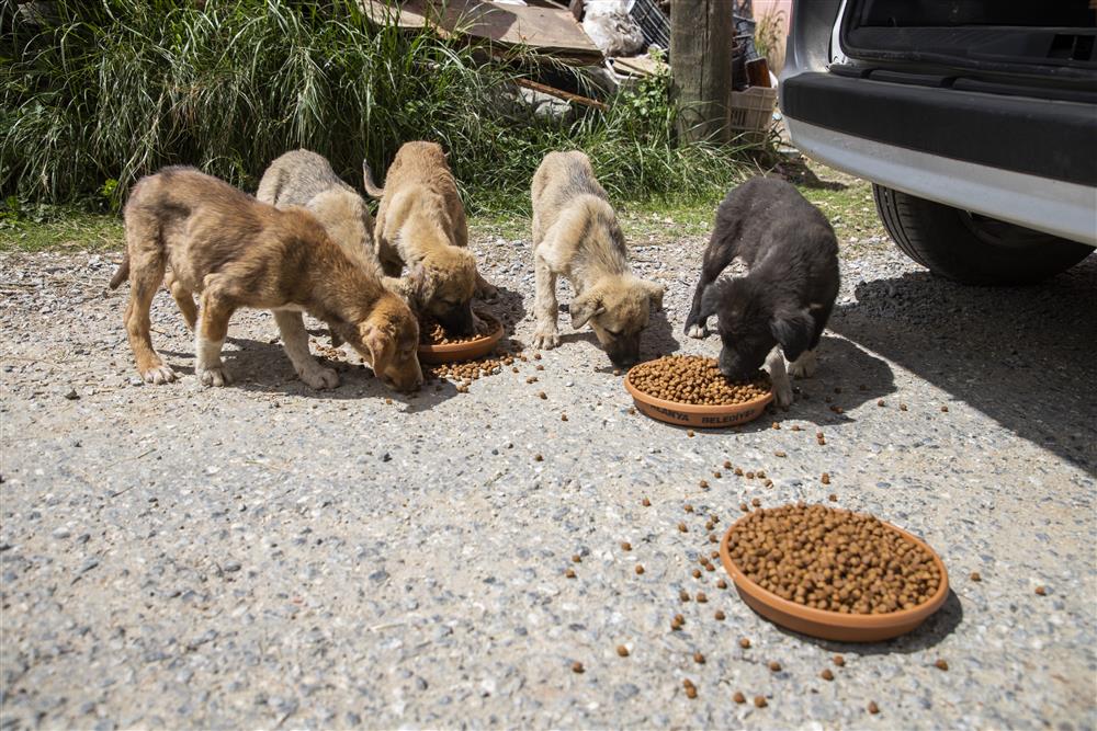 hayvanlar güvende 2 e149a