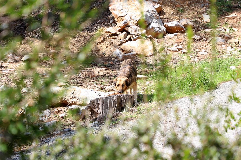 hayvanlar güvende 3 dbf42