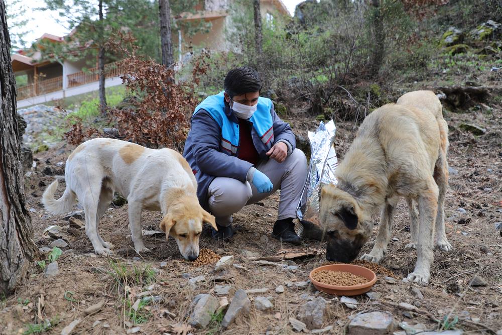 hayvanlar güvende 4 c52d1