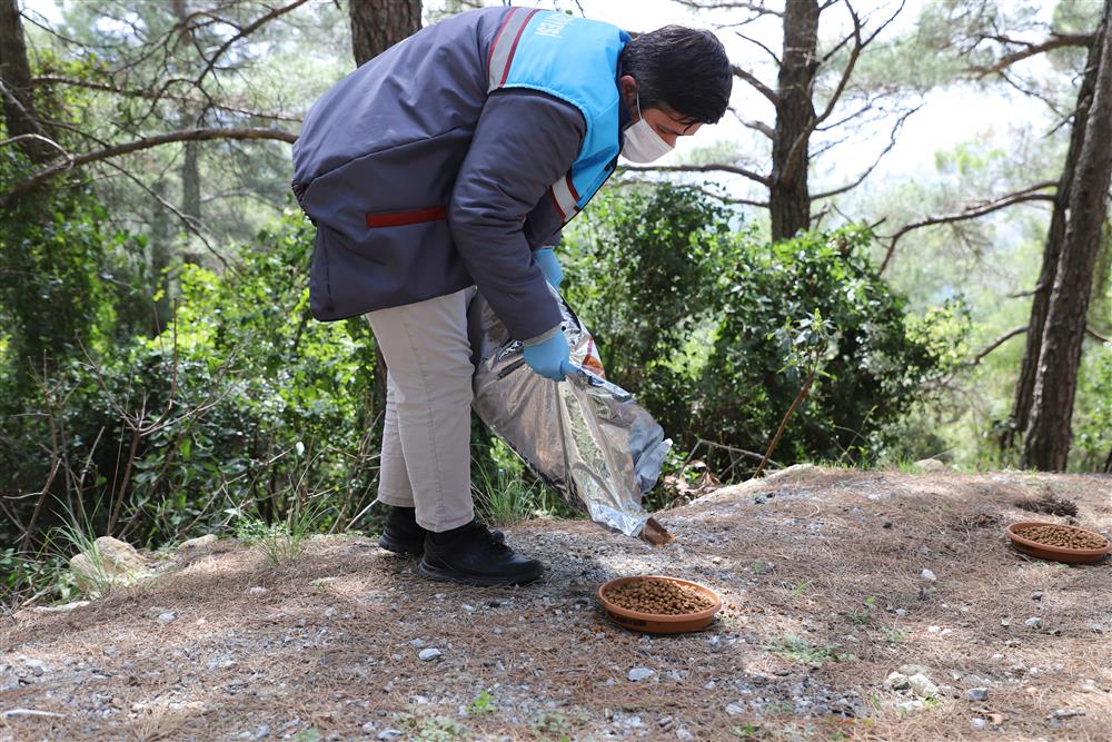 hayvanlar güvende 5 aad06