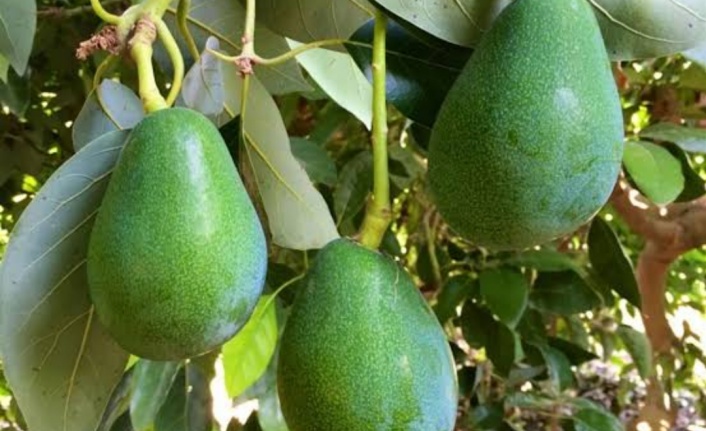 iklimo 3 avokado adb11