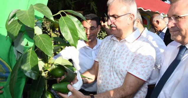 ilk tropikal meyve hasat senligi gazipasa da 1106a ccd60