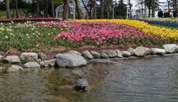 istanbulda laleler 3 1885a