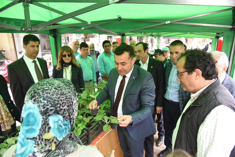 kabak fidesi 2 96725