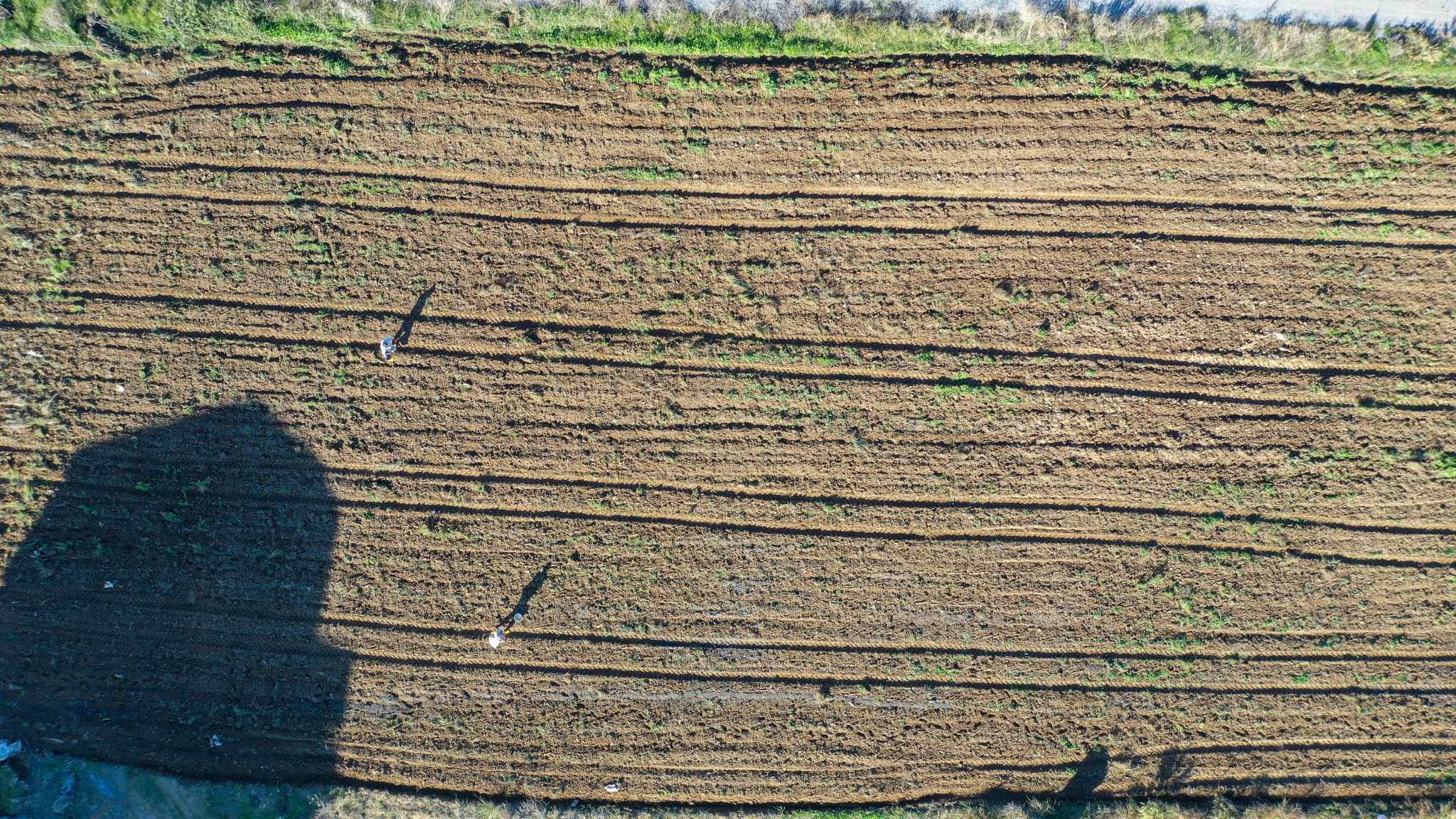 karakılçık 3jpg e5171