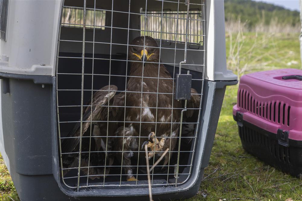 kartal ve doğa 3 99bca