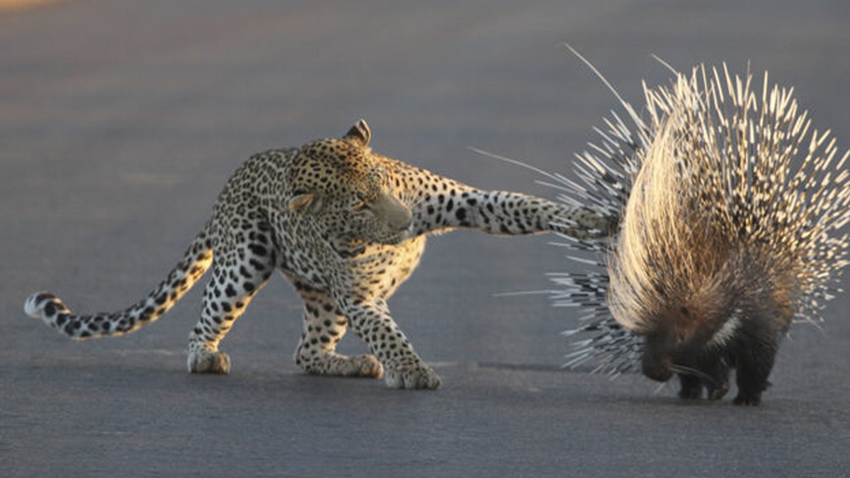 kirpi ve leopar 2 3f3d8