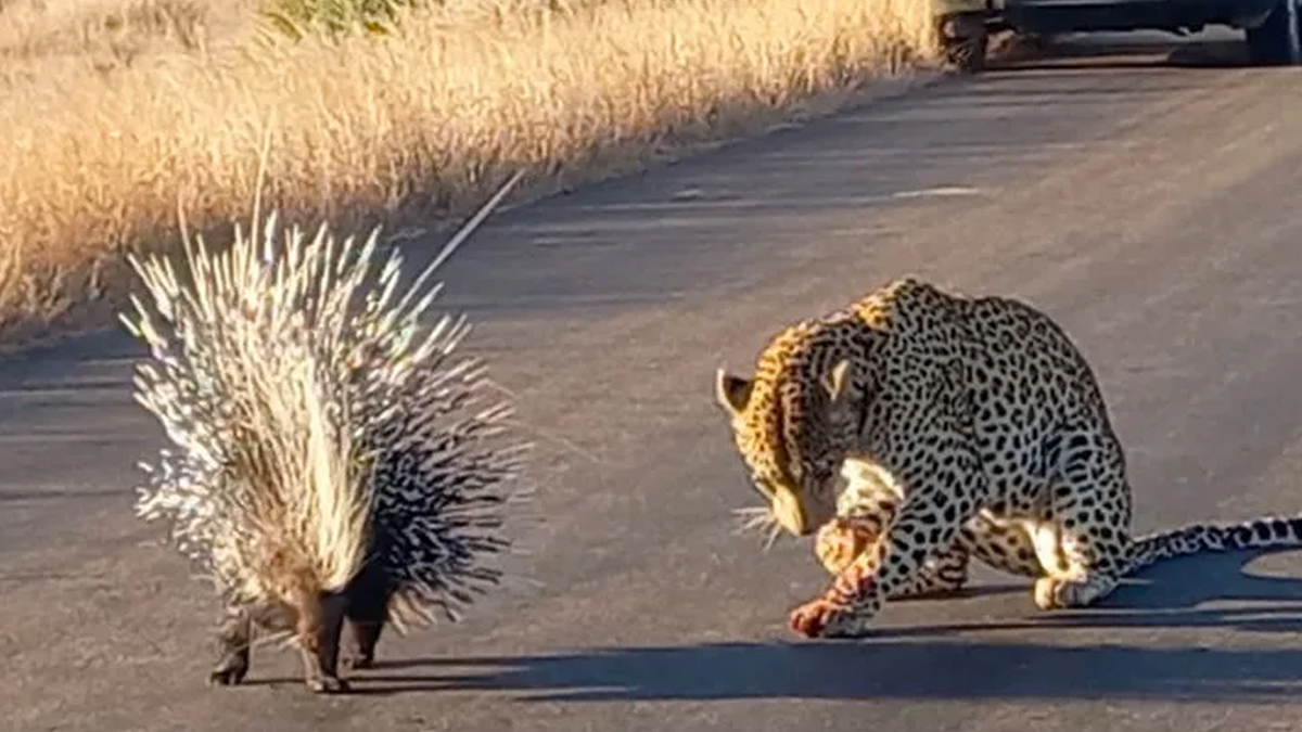 kirpi ve leopar 3 764b7