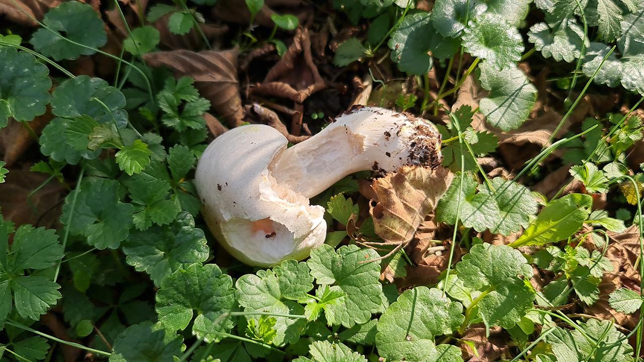 mantar dha 1939946 7fab5