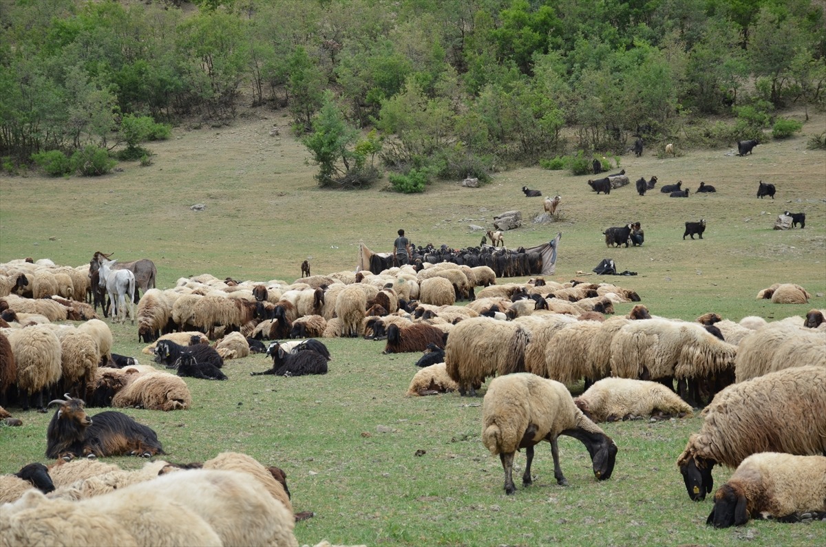 merada koyunlar 2 2 2 farasin yaylasinda koyun ve kuzu sesleri yankilaniyor cdd970f a3248