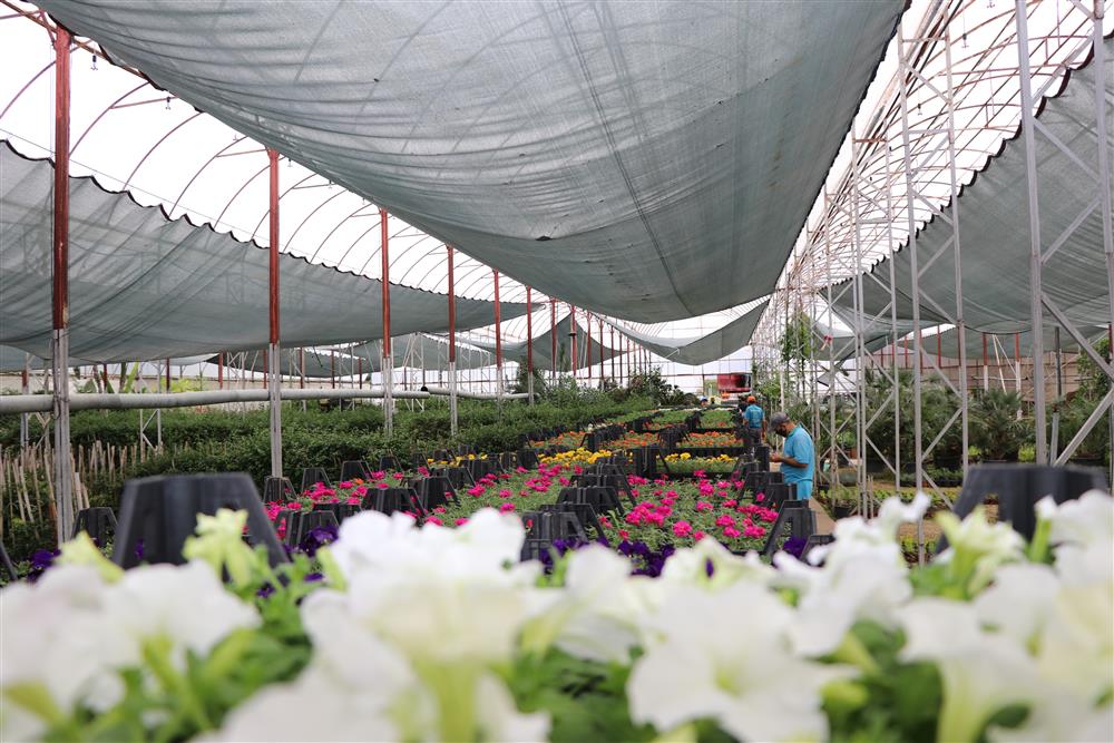 mezarlığa çiçek 3 66b04