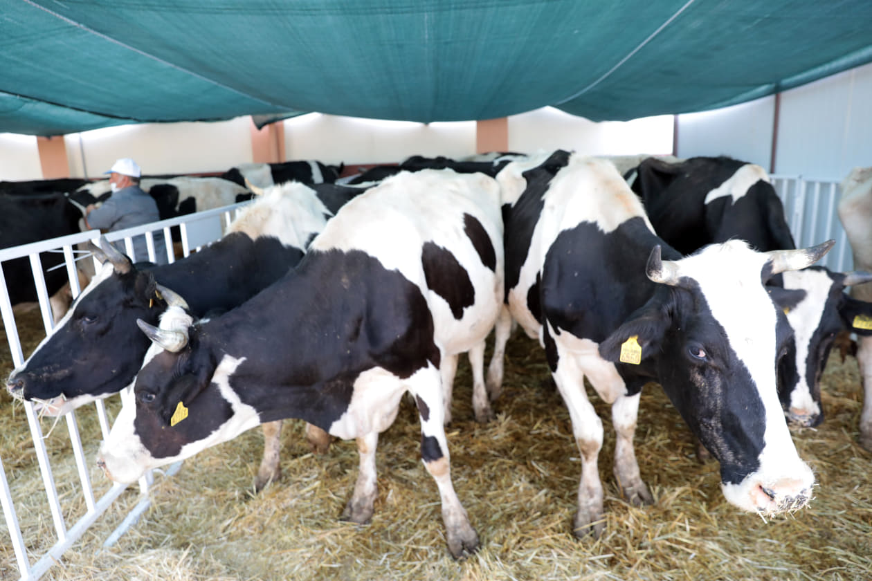 mhpden hayvan desteği 4 c84c8