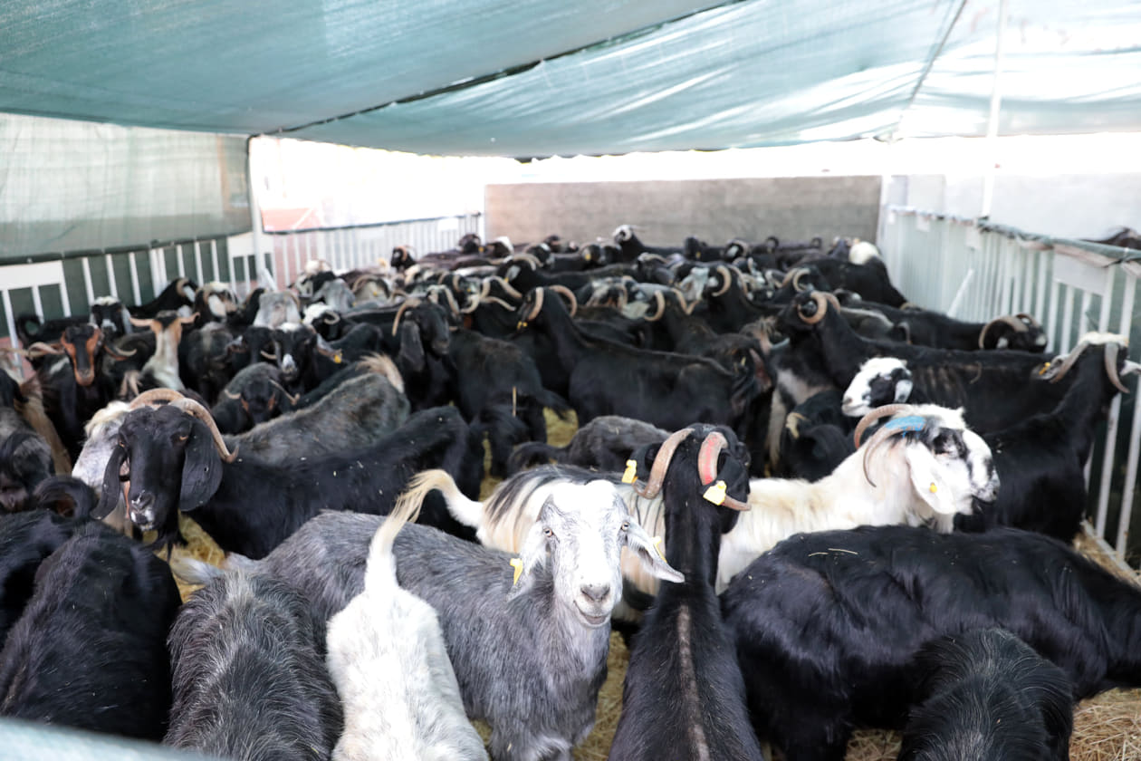 mhpden hayvan desteği 5 c8ce2