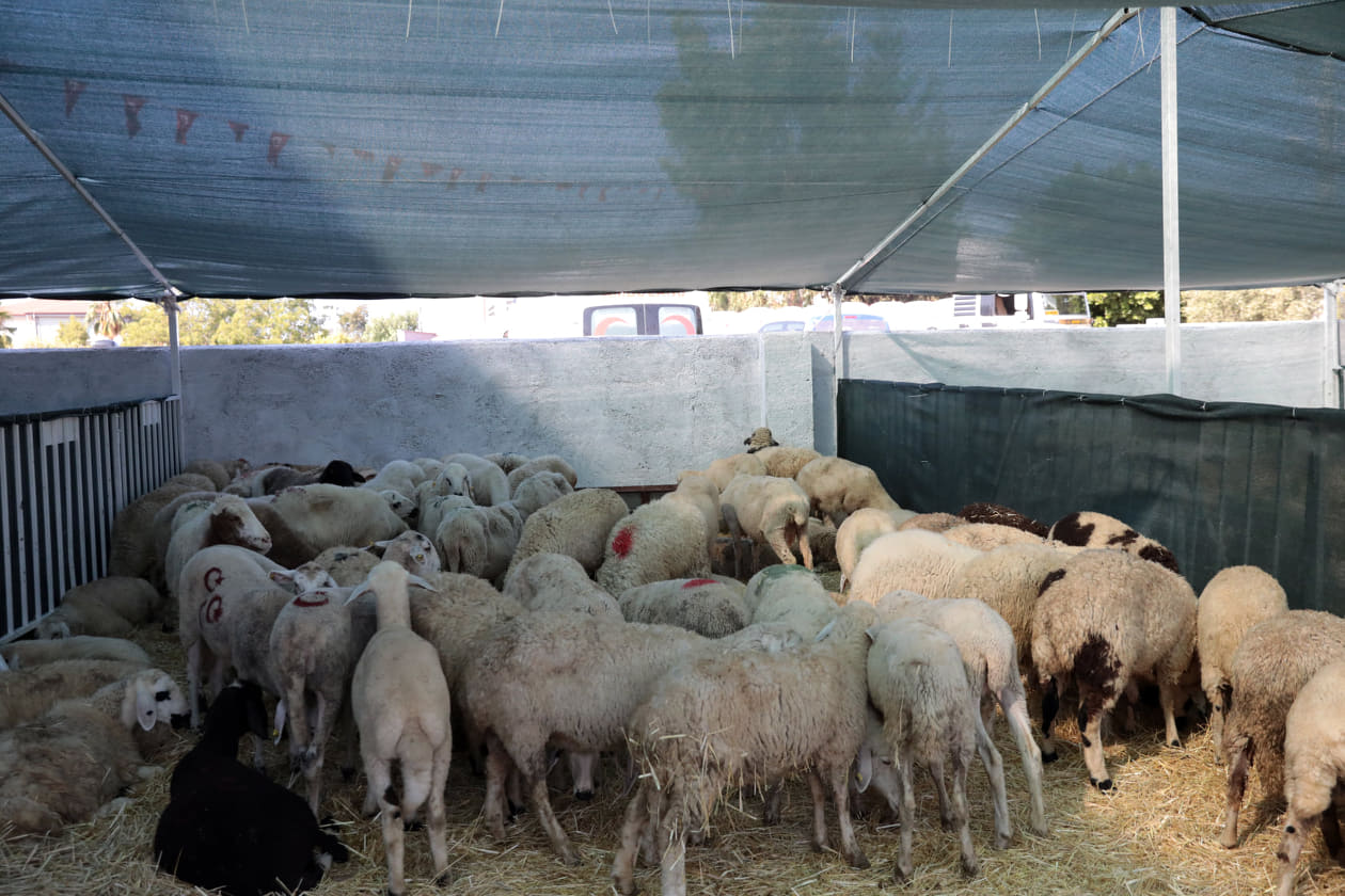 mhpden hayvan desteği 6 1cd5a