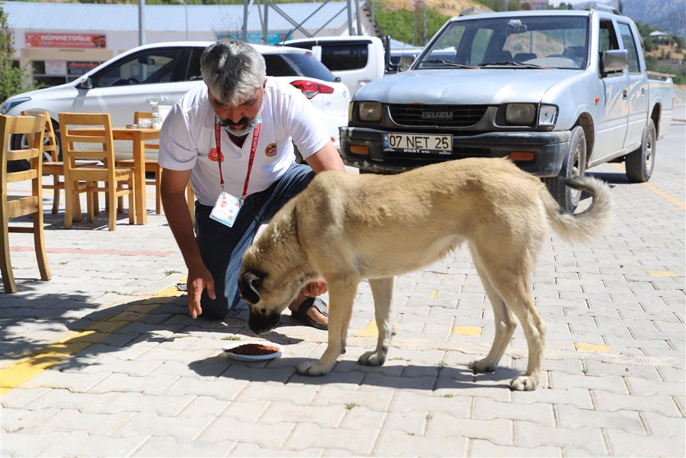 sokak hayvanlarına yaylalarda bakım 2 97f20