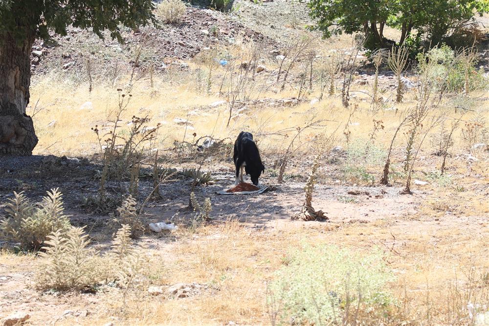 sokak hayvanlarına yaylalarda bakım 3 74f00