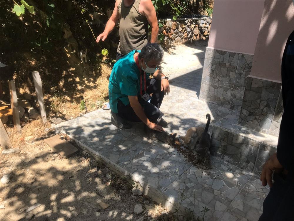 sokakhayvanlarına destek 2 1c769