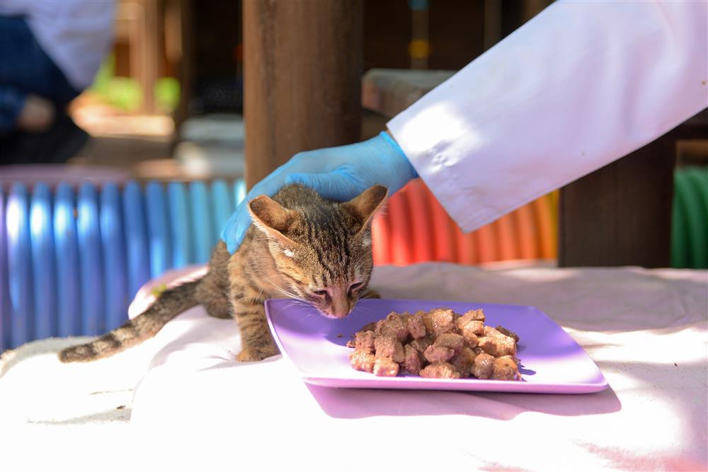 turistlerden kedi sevgisi 2 ae657