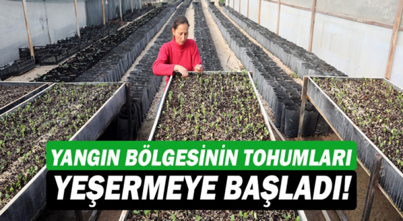 yangın fidanları 2 84ef9