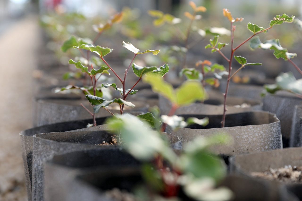 yangın fidanları 4 39761