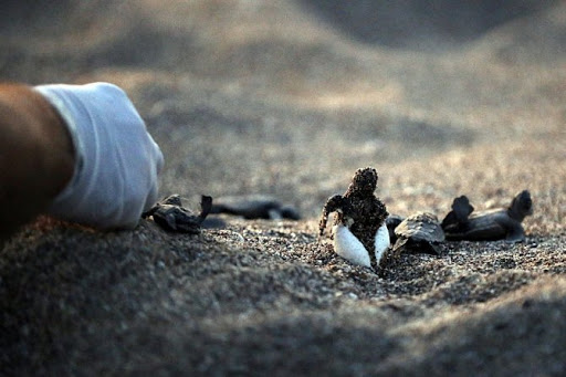 yavru caretta 1 unnamed bce50