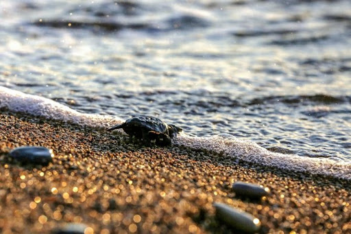 yavru caretta 2 unnamed ad218