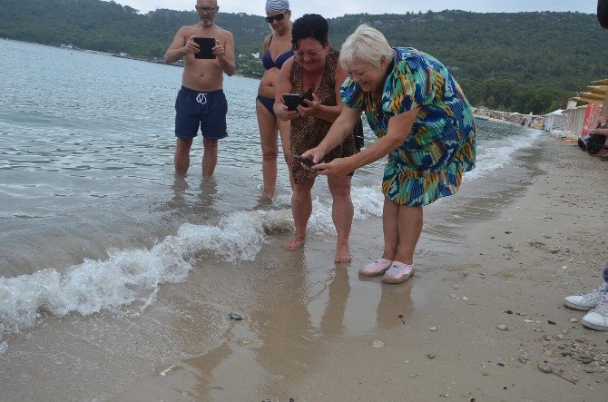 yavru caretta 3antalyanin kemer ilcesinde mayis ayindaki yumurtlama doneminin 002 862bc