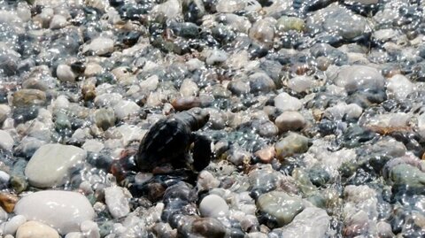 yavru caretta 4 resized abd95 b8d5e1df6a41f473d22028140d89e376 095b8