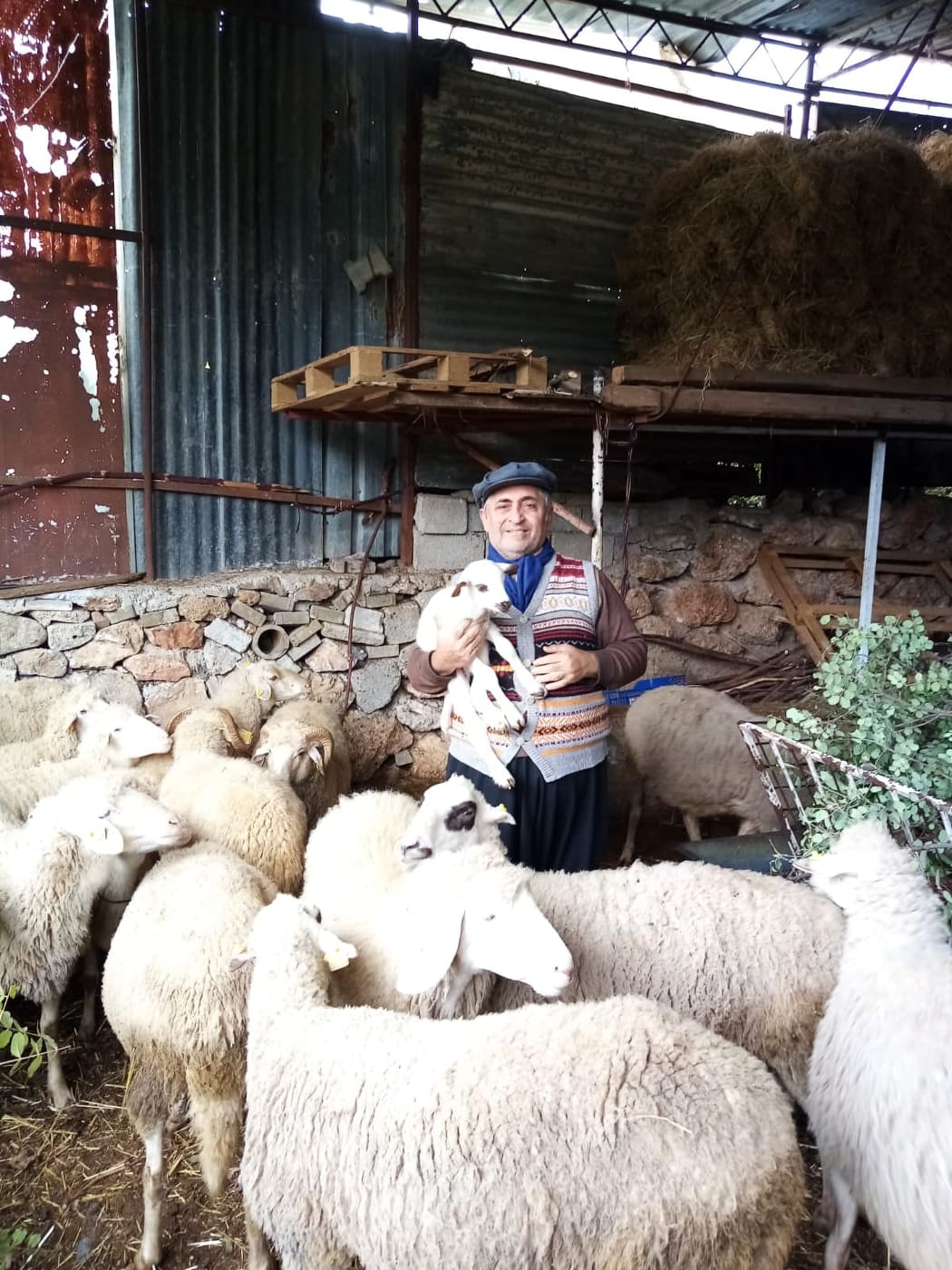 zeki ve kuzu 3 b4c8a