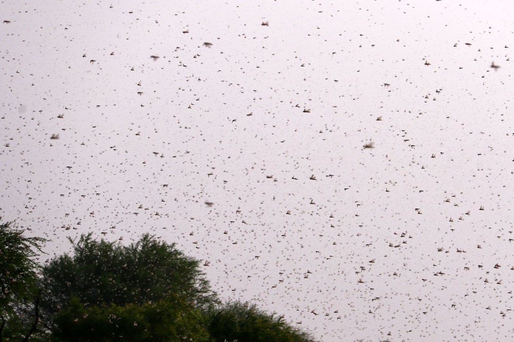 ÇEKİRGE 2 rMaCK3m21UWEpAt6Ft9mZQ 11df4