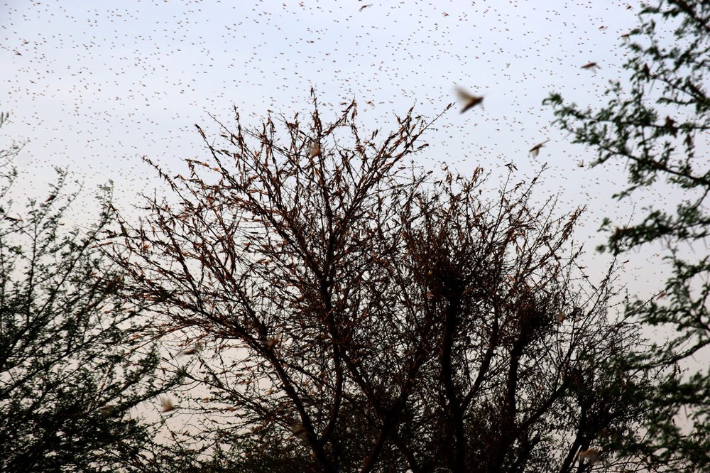 ÇEKİRGE 4 GXKZp9FU00WReiYnyRWr4Q 1eeb6