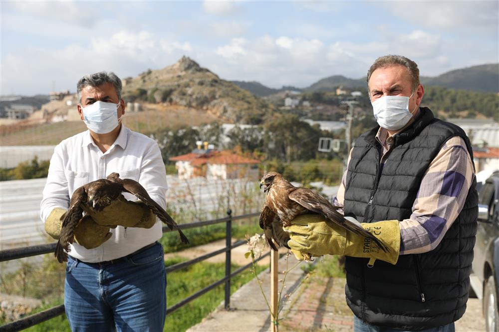 şahinler doğaya bırkaıldı 2 a01f3