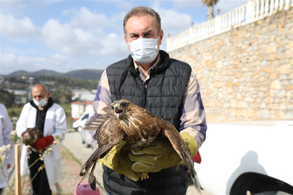 şahinler doğaya bırkaıldı 3 f538f