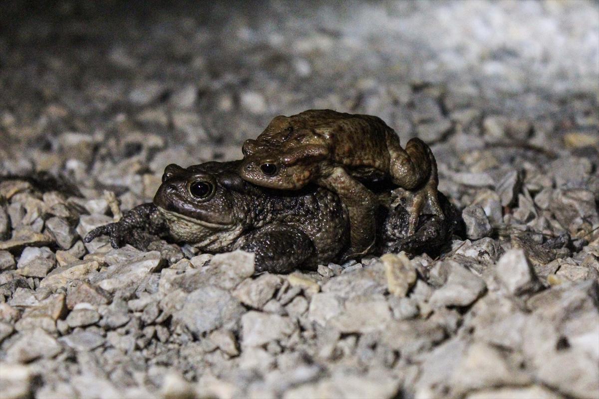 5cac58ca61361f04a0ad72de 0832c